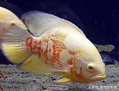 龍魚吃食搶不過別的魚嗎：龍魚吃食搶不過別的魚嗎飼養者可以采取以下幾種方法
