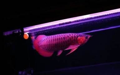 紅龍魚專用燈排行：紅龍魚專用燈哪個(gè)牌子好