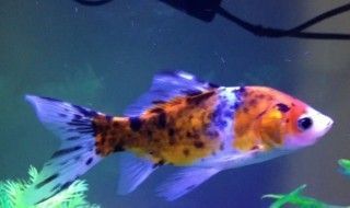 黃鰭鯧魚與哪些魚類混養效果好，