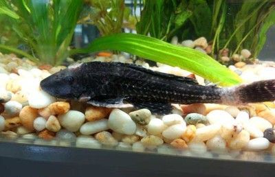 曼龍魚繁殖時需要注意什么事項：曼龍魚繁殖時需要注意什么？