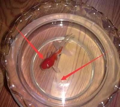 曼龍魚繁殖時需要注意什么事項：曼龍魚繁殖時需要注意什么？
