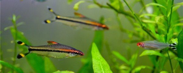 曼龍魚繁殖時需要注意什么事項：曼龍魚繁殖時需要注意什么？