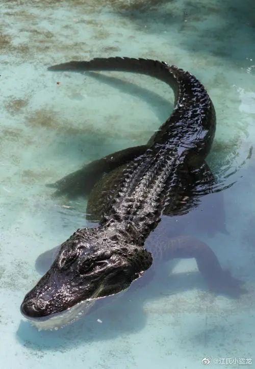 恐鱷能殺死霸王龍嗎