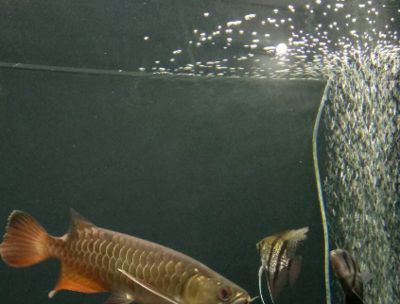 龍魚飼養手冊電子書下載：《龍魚飼養手冊》出版社出版社出版社介紹
