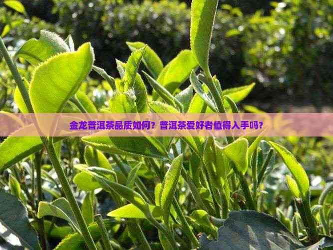 金龍系列茶葉的市場價格如何？