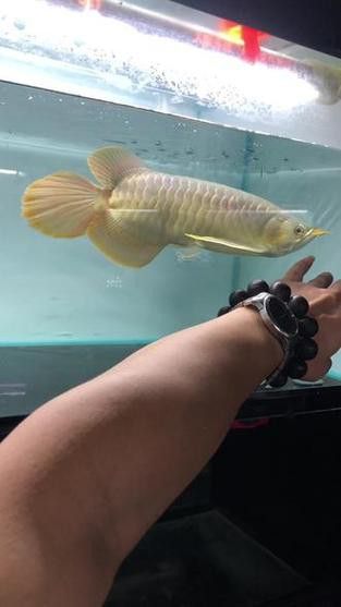 帝王血艷紅龍魚(yú)的市場(chǎng)價(jià)格是多少？