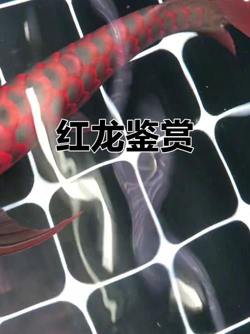 帝王血艷紅龍魚(yú)的市場(chǎng)價(jià)格是多少？