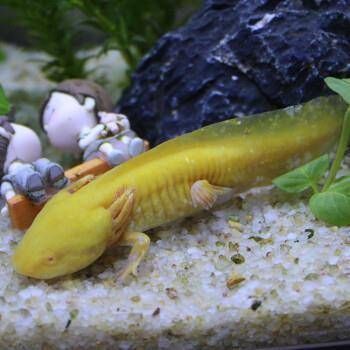 黃金恐龍魚（黃金恐龍魚的繁殖技巧）