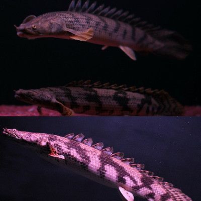 黃金恐龍魚（黃金恐龍魚的繁殖技巧）