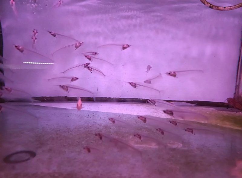 邯鄲凱龍魚缸專賣店在哪兒