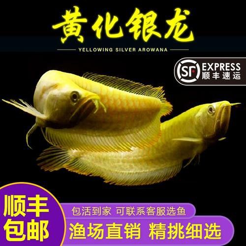 白子招財龍有哪些品種？