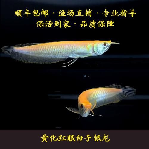 白子招財龍有哪些品種？