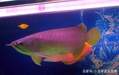 龍魚分為幾種魚：紅龍魚與金龍魚的區(qū)別
