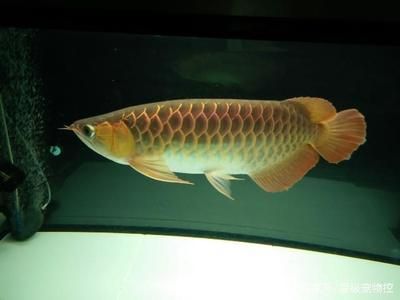 養龍魚水質ph 值低怎么辦？：養龍魚水質ph值低怎么辦