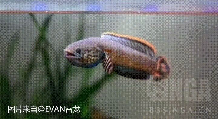 鬼王雷龍不能養的原因