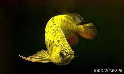 為什么喜歡龍魚的人越來越多：喜歡龍魚的人越來越多