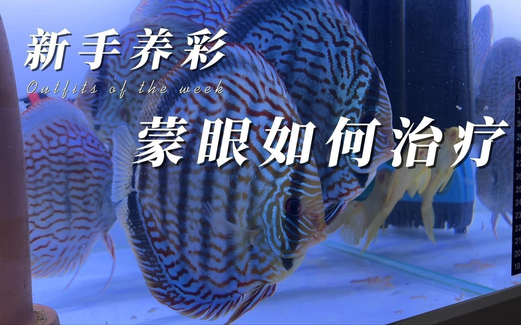 如何判斷七彩神仙魚蒙眼的嚴重程度？