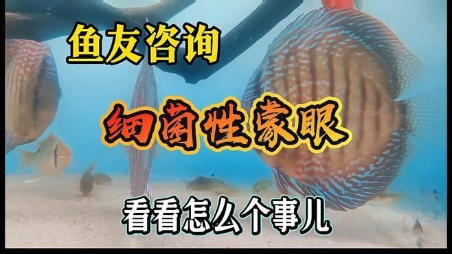 如何判斷七彩神仙魚蒙眼的嚴重程度？