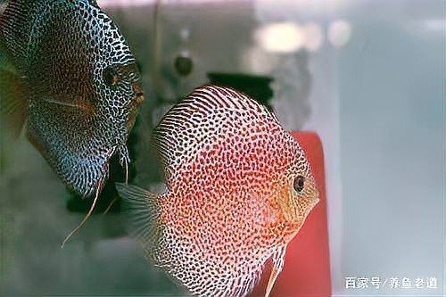 如何判斷七彩神仙魚蒙眼的嚴重程度？