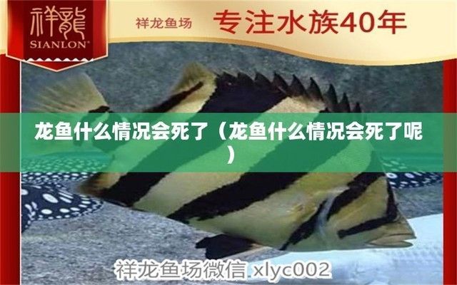 龍魚為什么死了不能養（導致龍魚死亡的原因有哪些？）