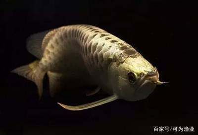 龍魚有多少個品種：龍魚品種數量大約在35種左右，如何辨別龍魚品種的純正性