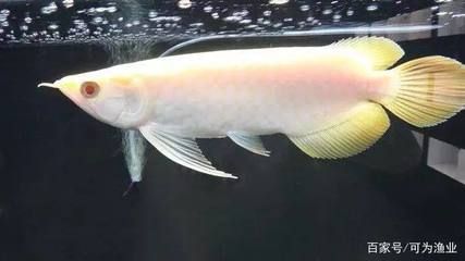 龍魚有多少個品種：龍魚品種數量大約在35種左右，如何辨別龍魚品種的純正性