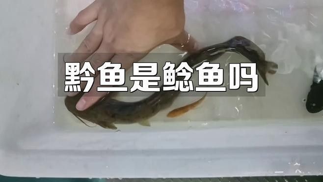 黔龍魚是什么魚圖片