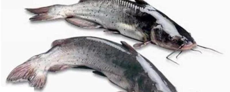 黔龍魚是什么魚圖片