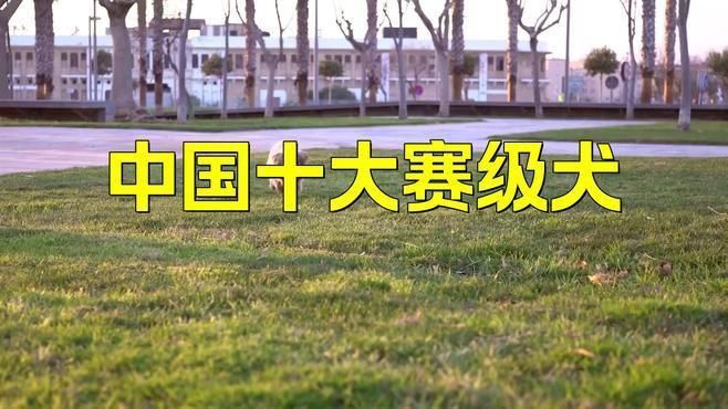 中國十大賽級犬