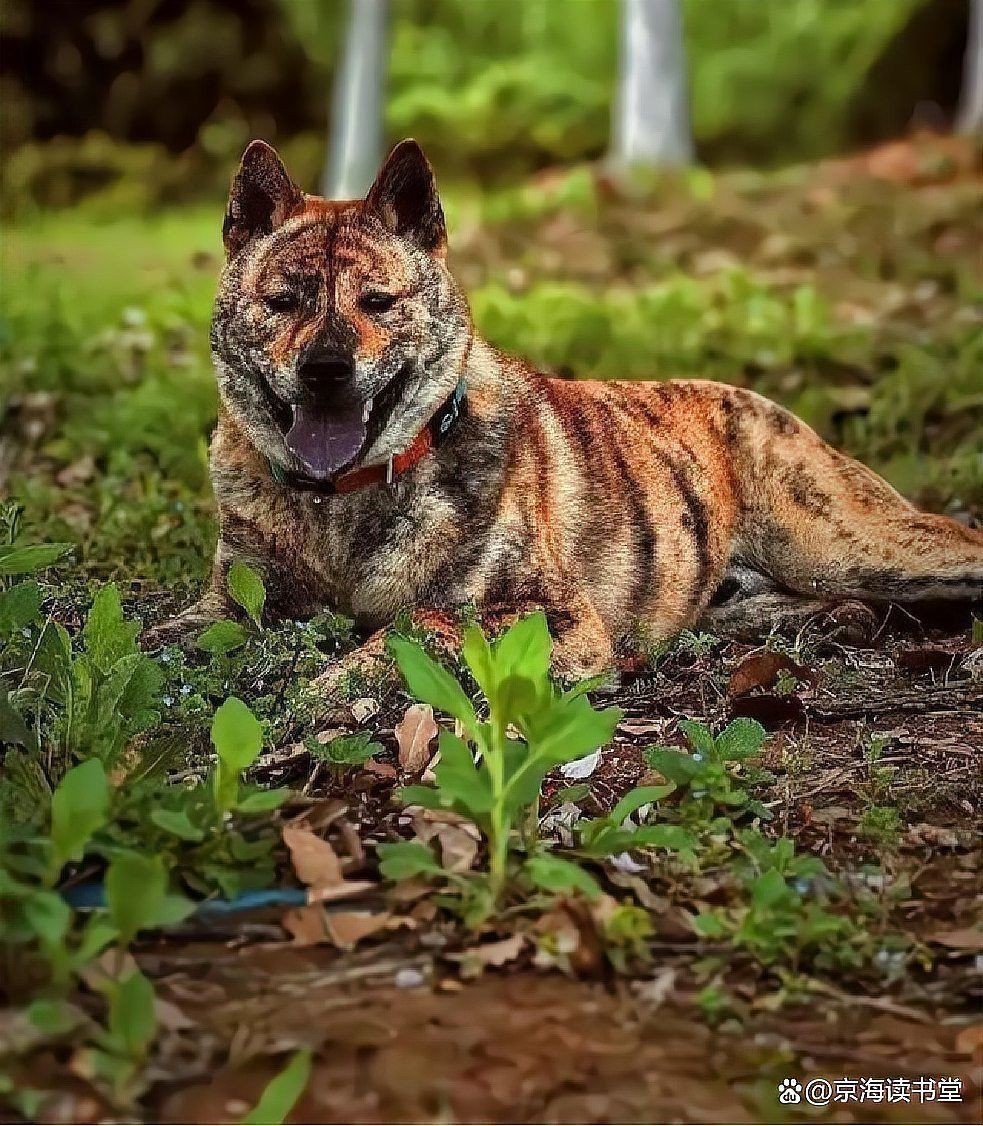 中國十大賽級犬