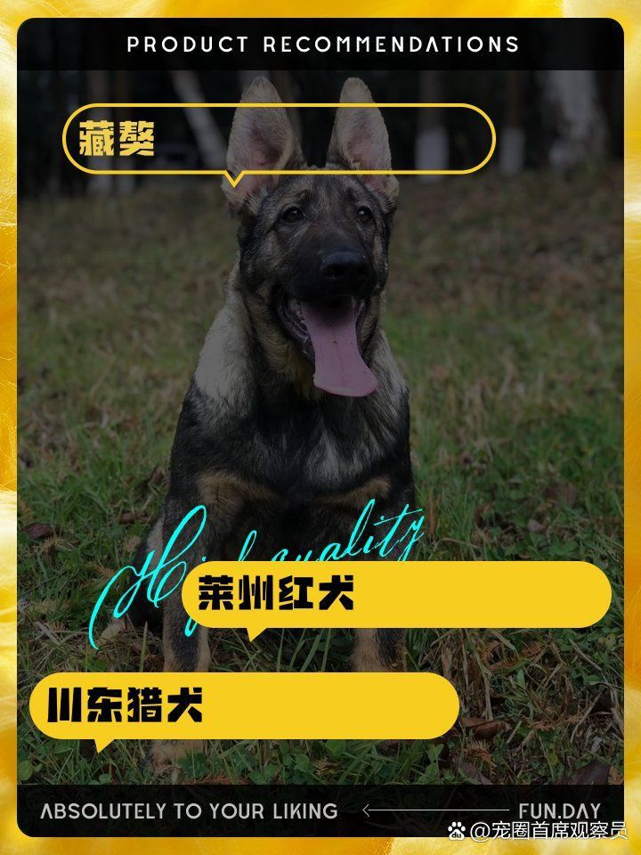 中國十大賽級犬