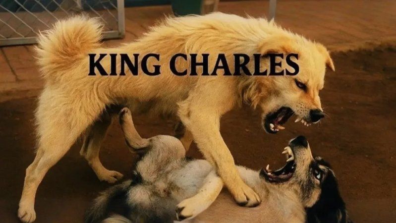 中國十大賽級犬