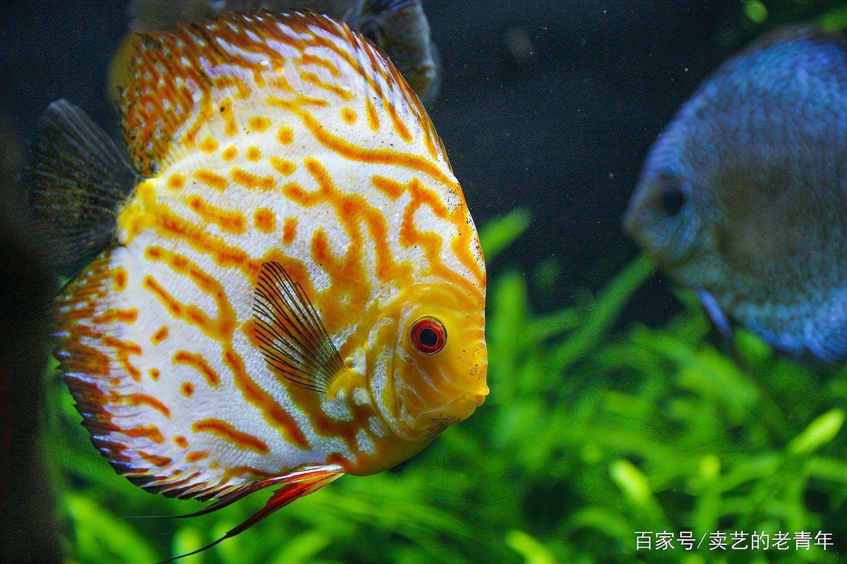 紅龍魚游動緩慢是衰老嗎？