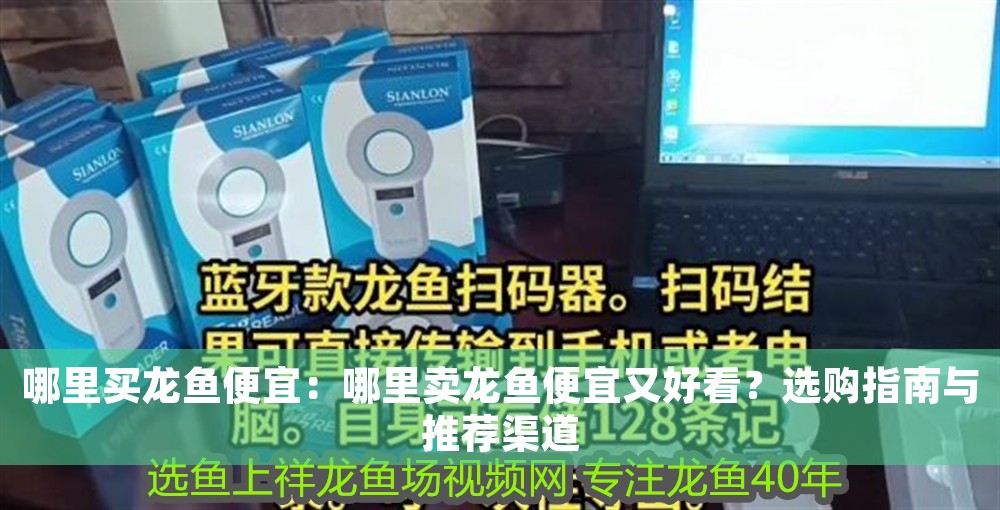 哪里買龍魚便宜：哪里賣龍魚便宜又好看？選購指南與推薦渠道