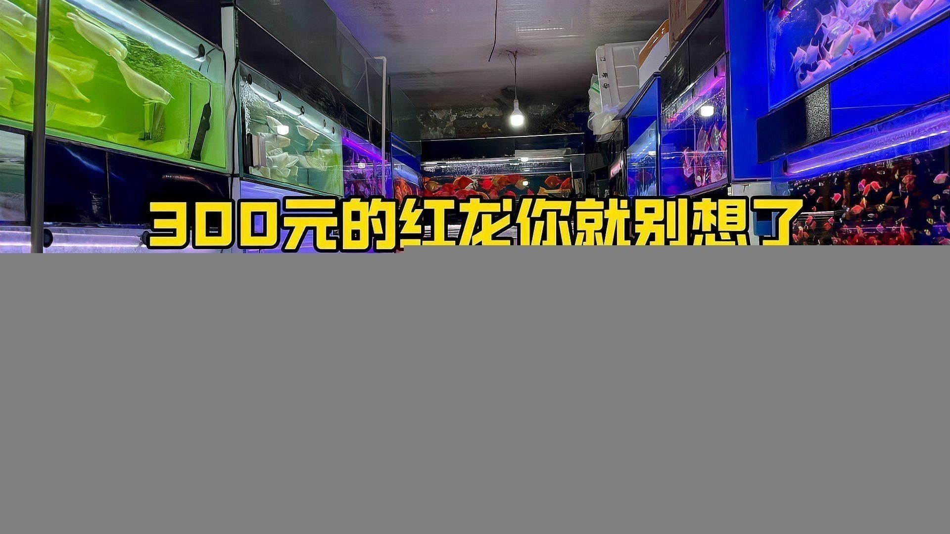 如何辨別真假印尼波多西堡紅龍魚？