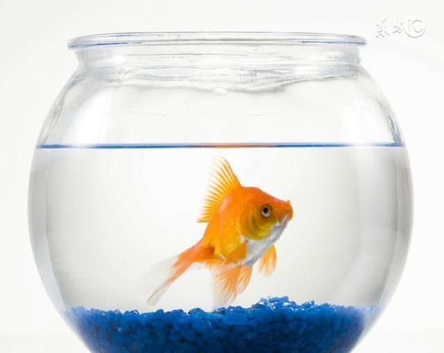 生肖龍養什么魚好養：生肖龍的人養什么魚比較好