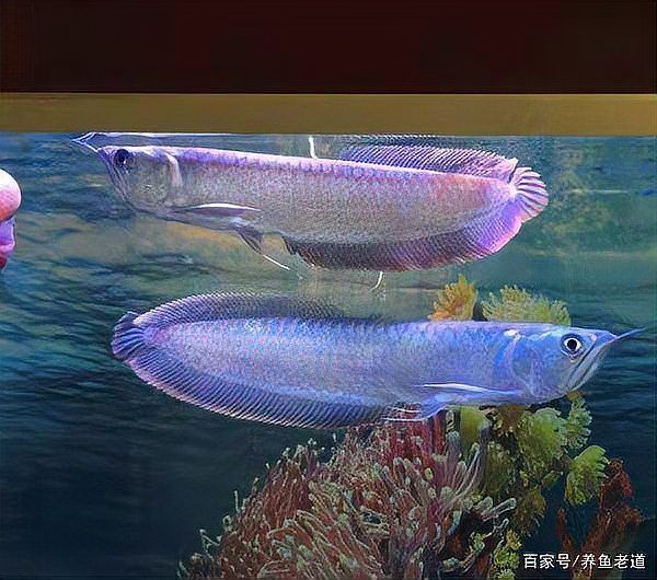 龍魚市場價格趨勢