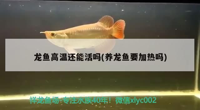 龍魚(yú)得病水溫調(diào)到多少度最好呢圖片視頻：龍魚(yú)得病時(shí)水溫控制在25-28℃之間是最佳的