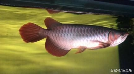 促進龍魚食欲的方法（促進龍魚食欲的方法可以從多個方面入手以下是一些有效的策略）