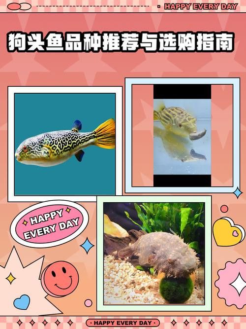 狗頭魚可以和龍魚混養嗎圖片欣賞一下