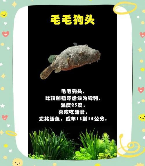 狗頭魚可以和龍魚混養嗎圖片欣賞一下