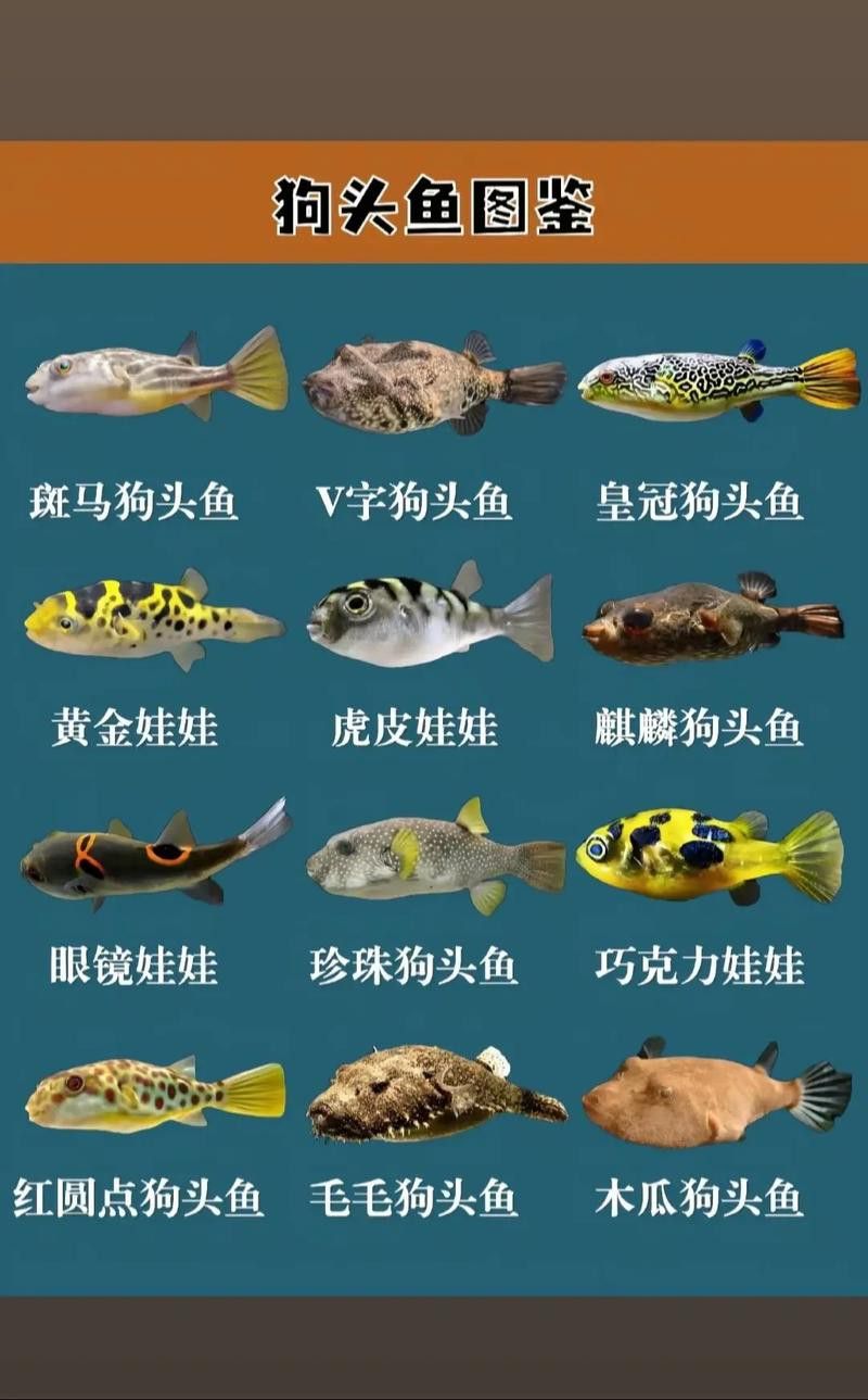 狗頭魚可以和龍魚混養嗎圖片欣賞一下