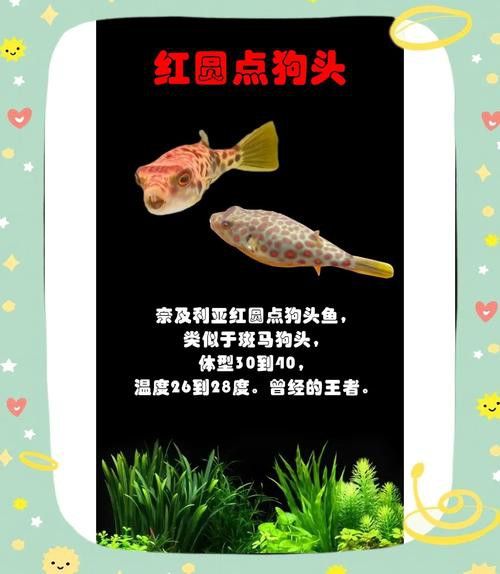 狗頭魚可以和龍魚混養嗎圖片欣賞一下