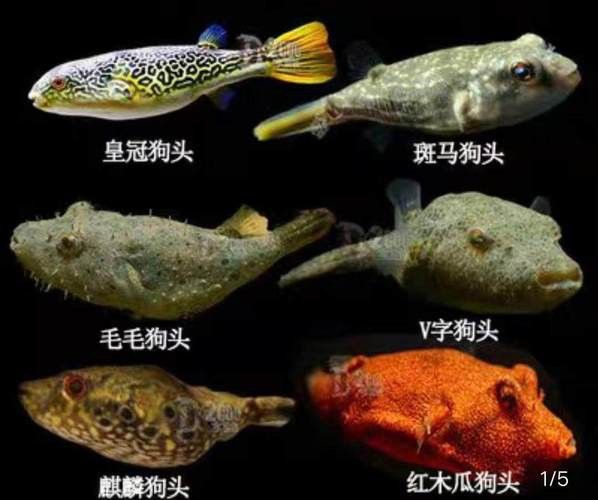 狗頭魚可以和龍魚混養嗎圖片欣賞一下