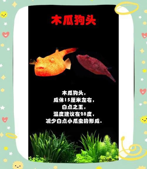 狗頭魚可以和龍魚混養嗎圖片欣賞一下