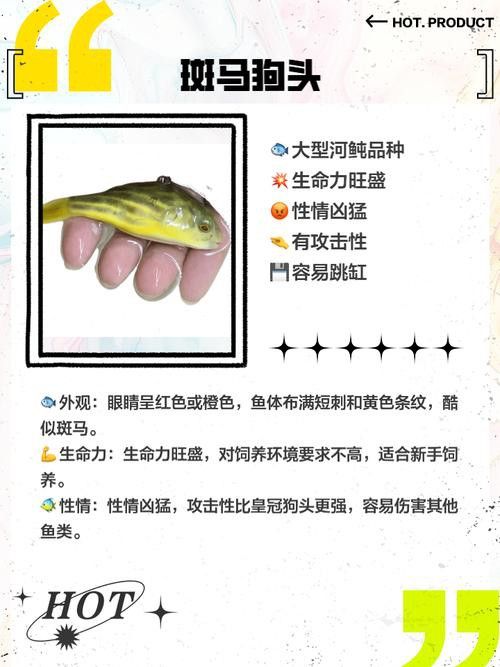 狗頭魚可以和龍魚混養嗎圖片欣賞一下