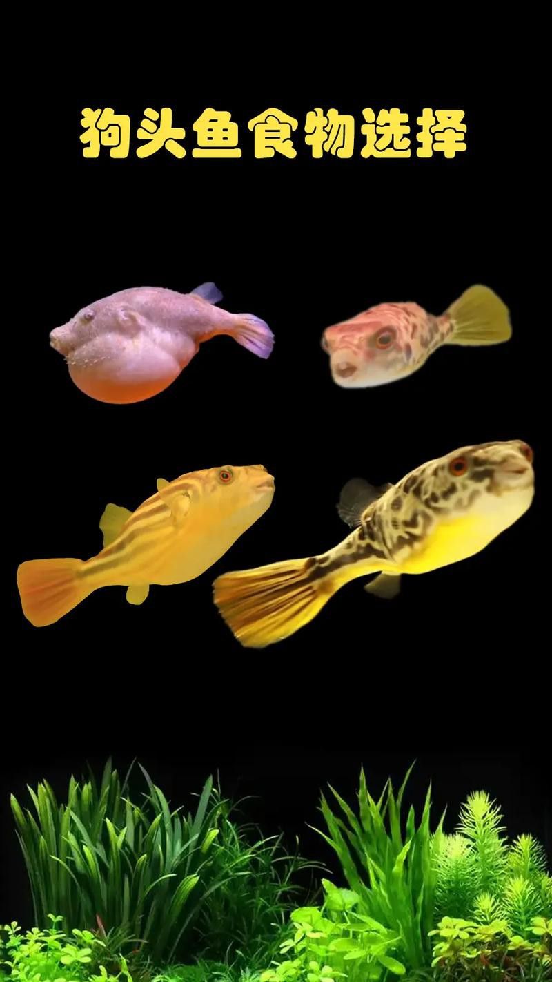 狗頭魚可以和龍魚混養嗎圖片欣賞一下