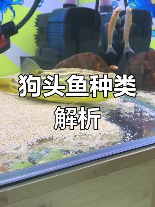狗頭魚可以和龍魚混養嗎圖片欣賞一下
