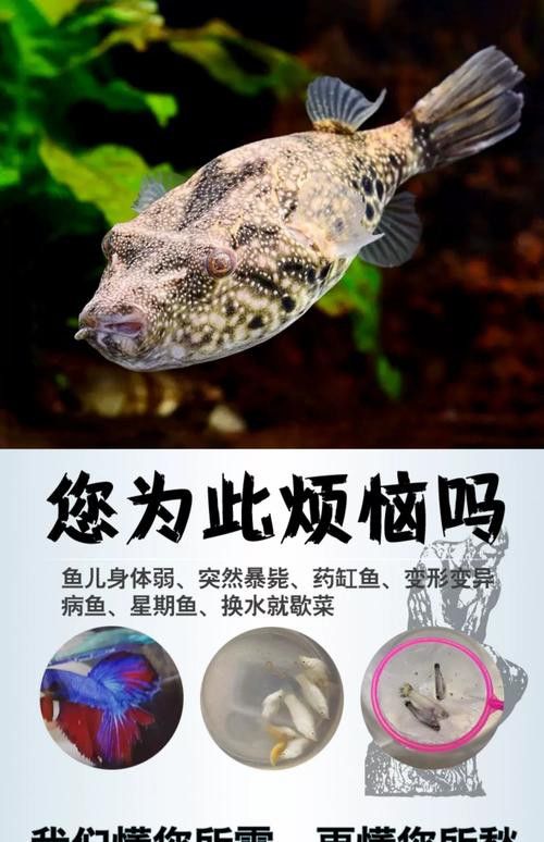 狗頭魚可以和龍魚混養嗎圖片欣賞一下