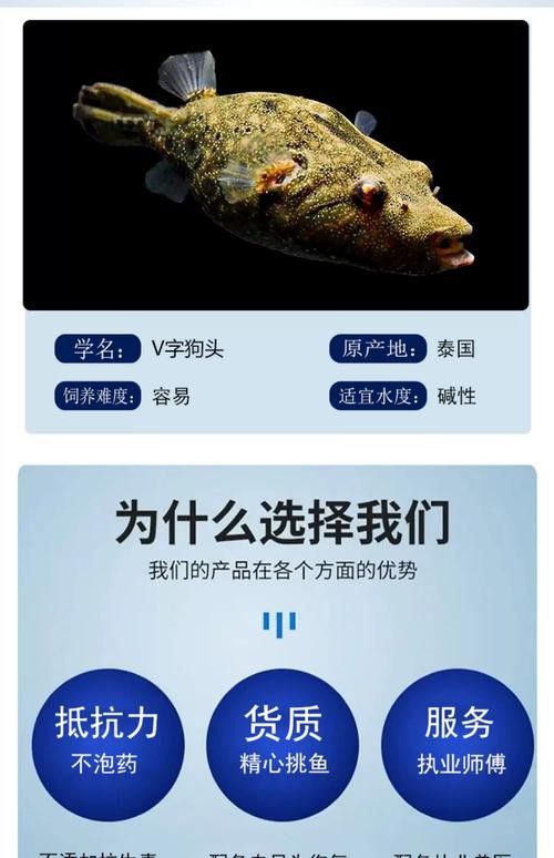 狗頭魚可以和龍魚混養嗎圖片欣賞一下